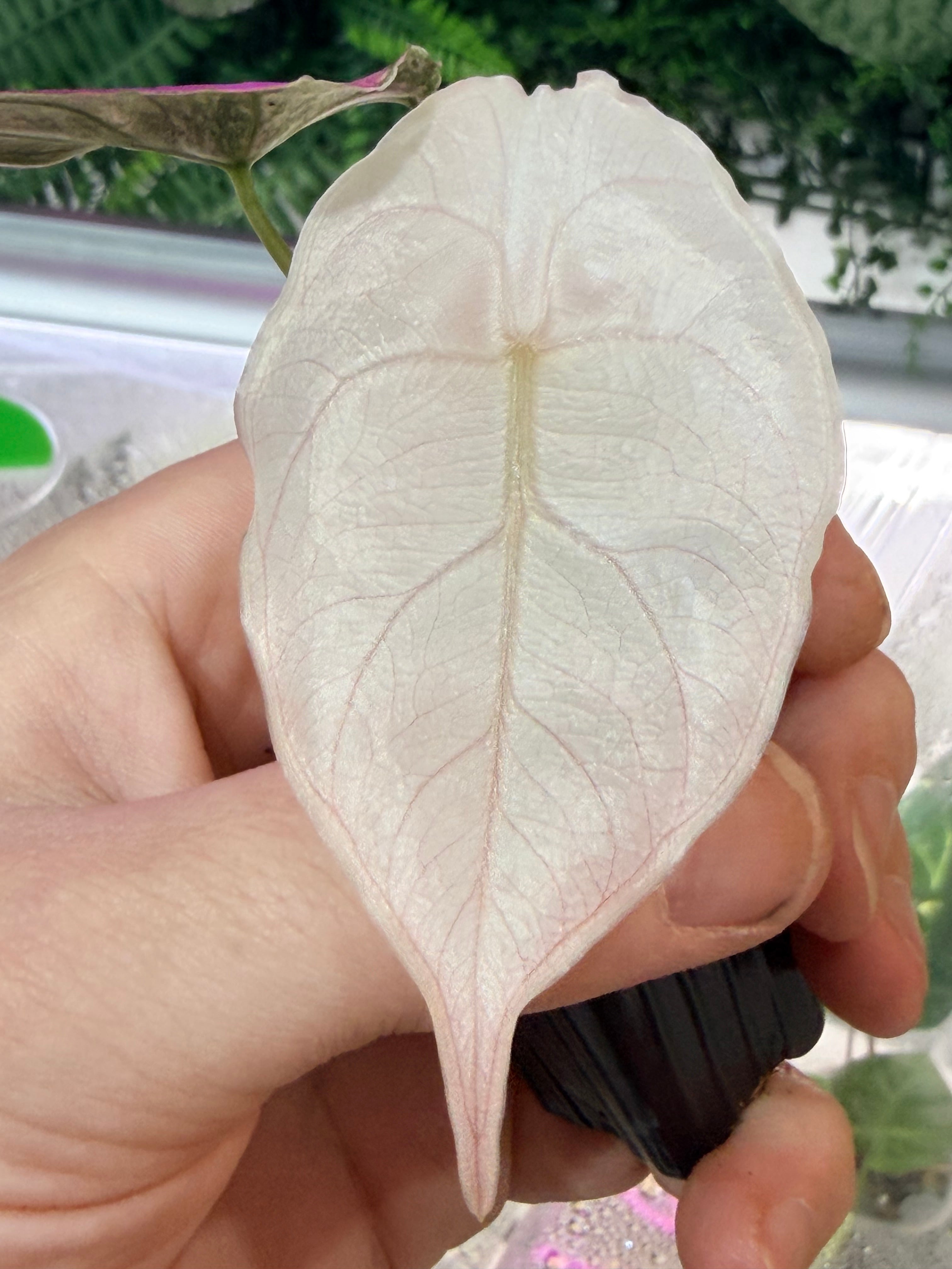 ALOCASIA AZLANII MINT VARIEGATED – The Alocasia Company