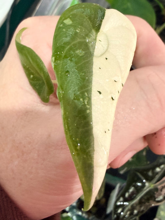 Alocasia Maharani Albo