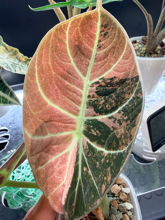 Alocasia Ninja Pink