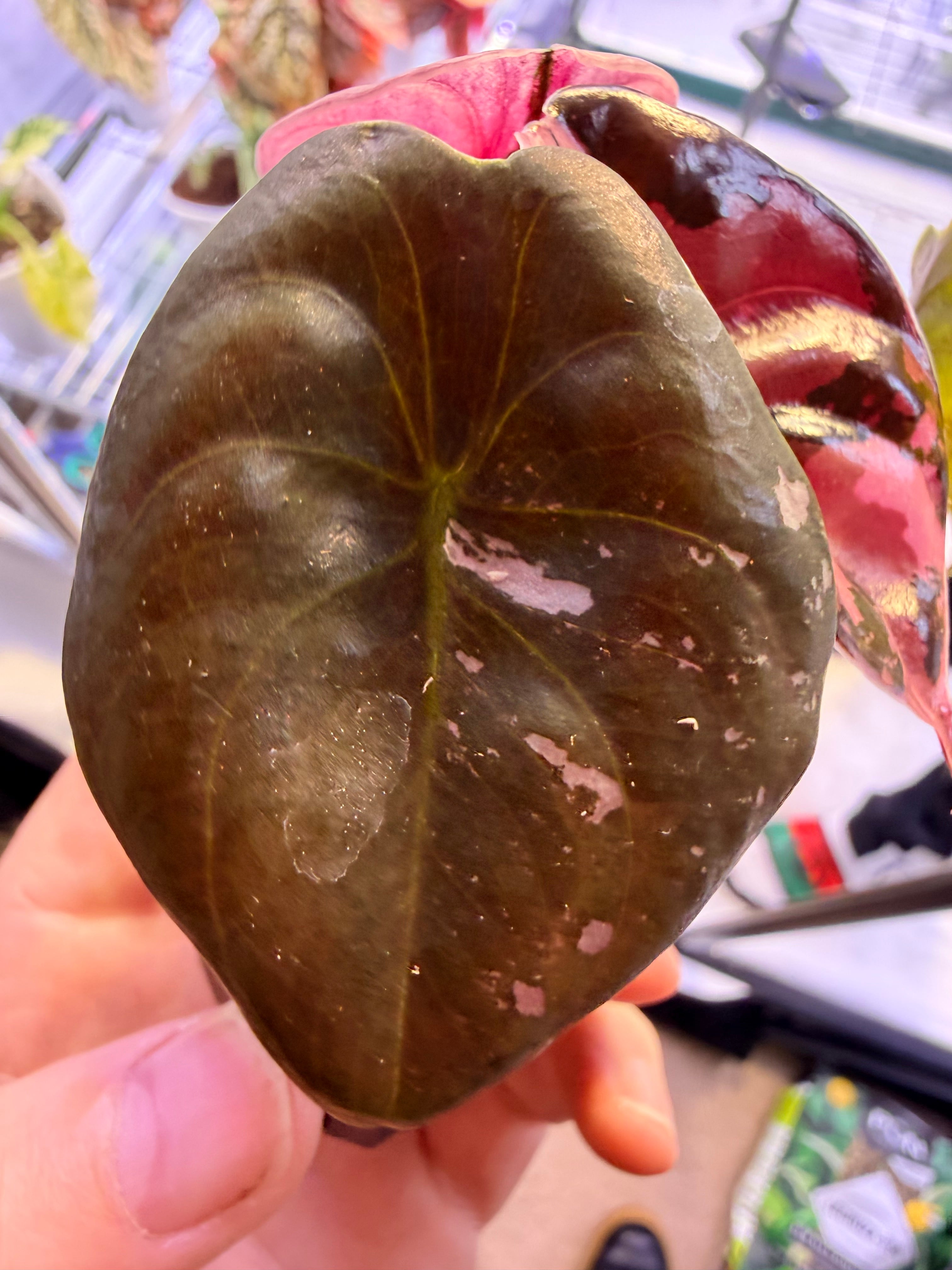 Alocasia Cuprea Nom Yen Variegated | Rare Pink Metallic – The