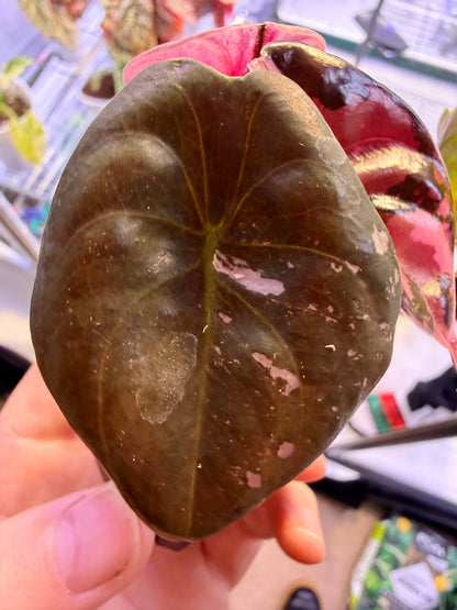 ALOCASIA CUPREA NOM YEN VARIEGATED