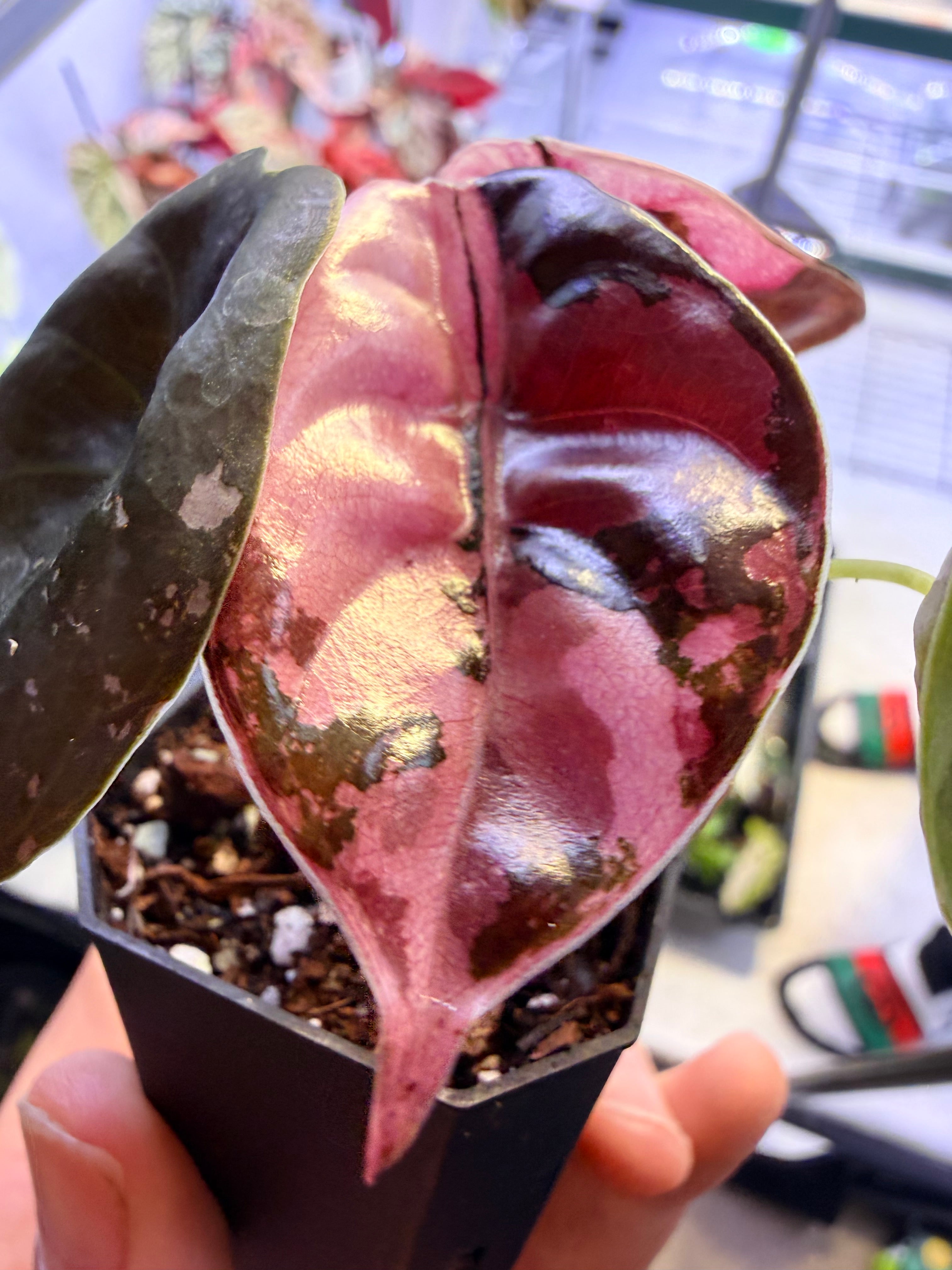 Alocasia Cuprea Nom Yen Variegated | Rare Pink Metallic – The