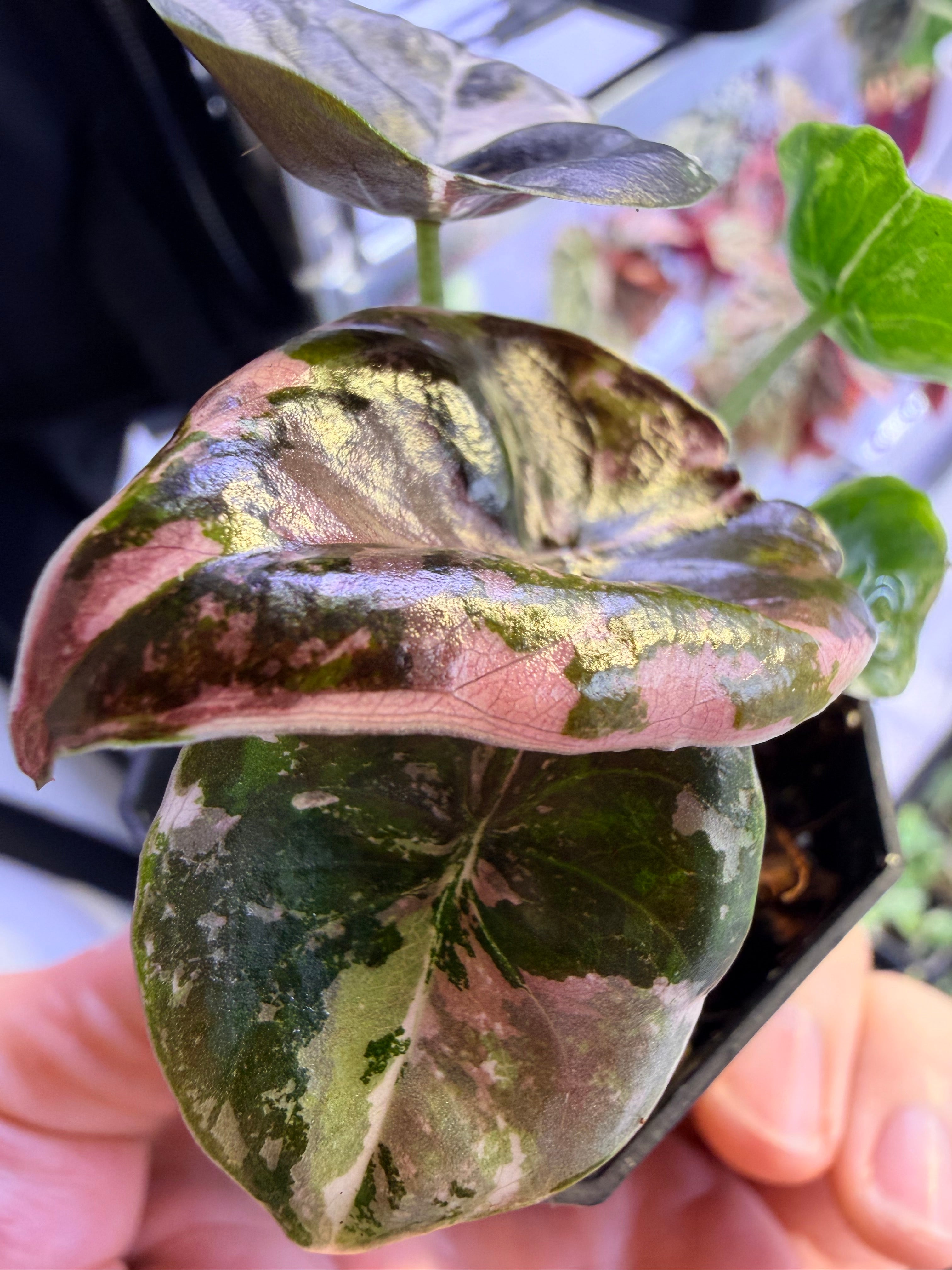 Alocasia Cuprea Nom Yen Variegated | Rare Pink Metallic – The