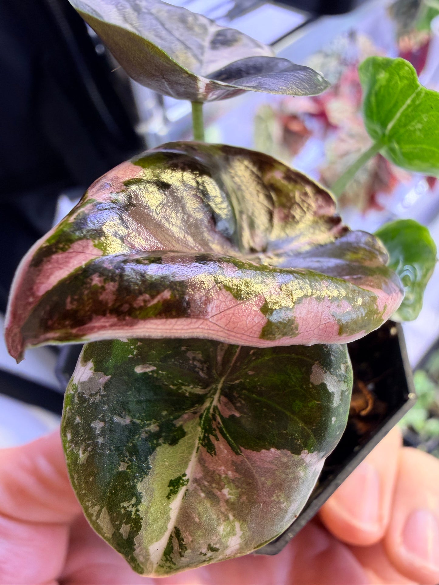 Alocasia Cuprea Nom Yen Variegated