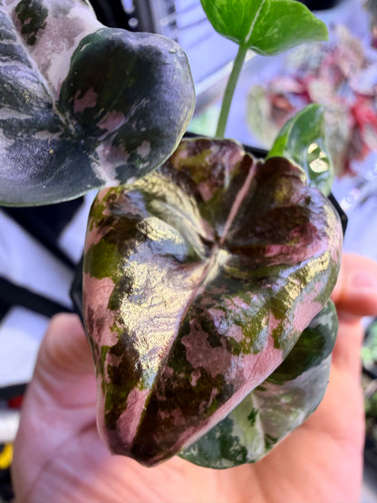 ALOCASIA CUPREA NOM YEN VARIEGATED