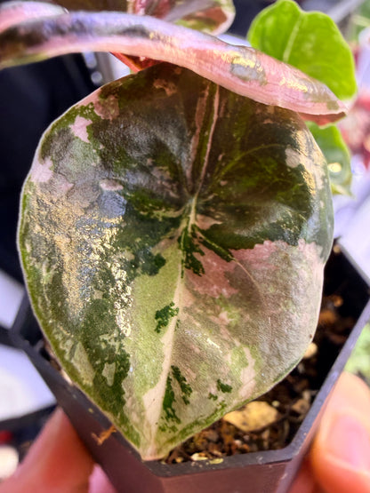 ALOCASIA CUPREA NOM YEN VARIEGATED
