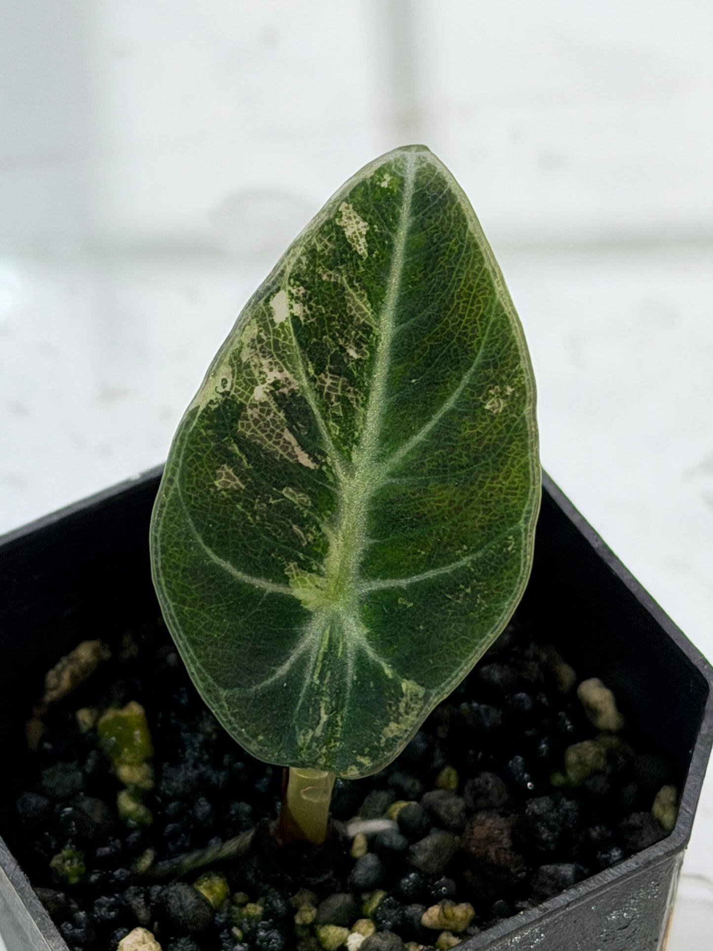 Alocasia Ninja Pink