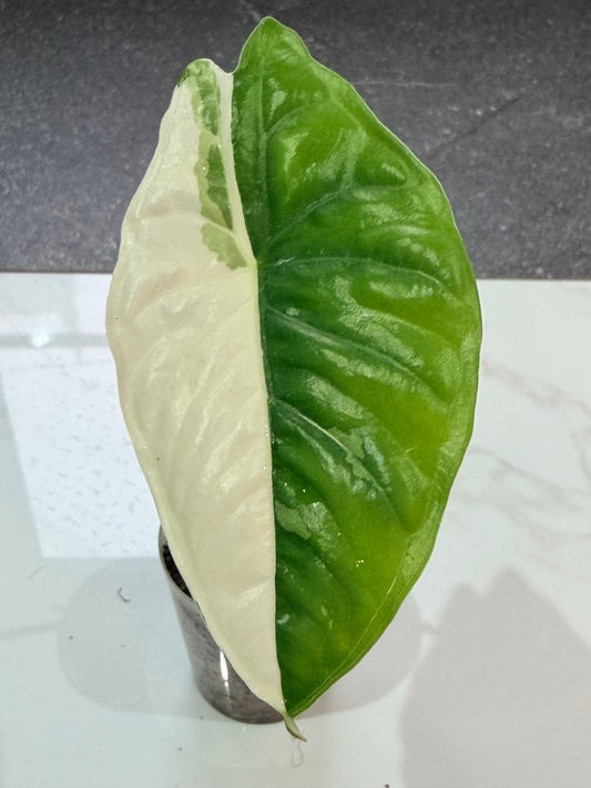 Alocasia Acuminata Albo