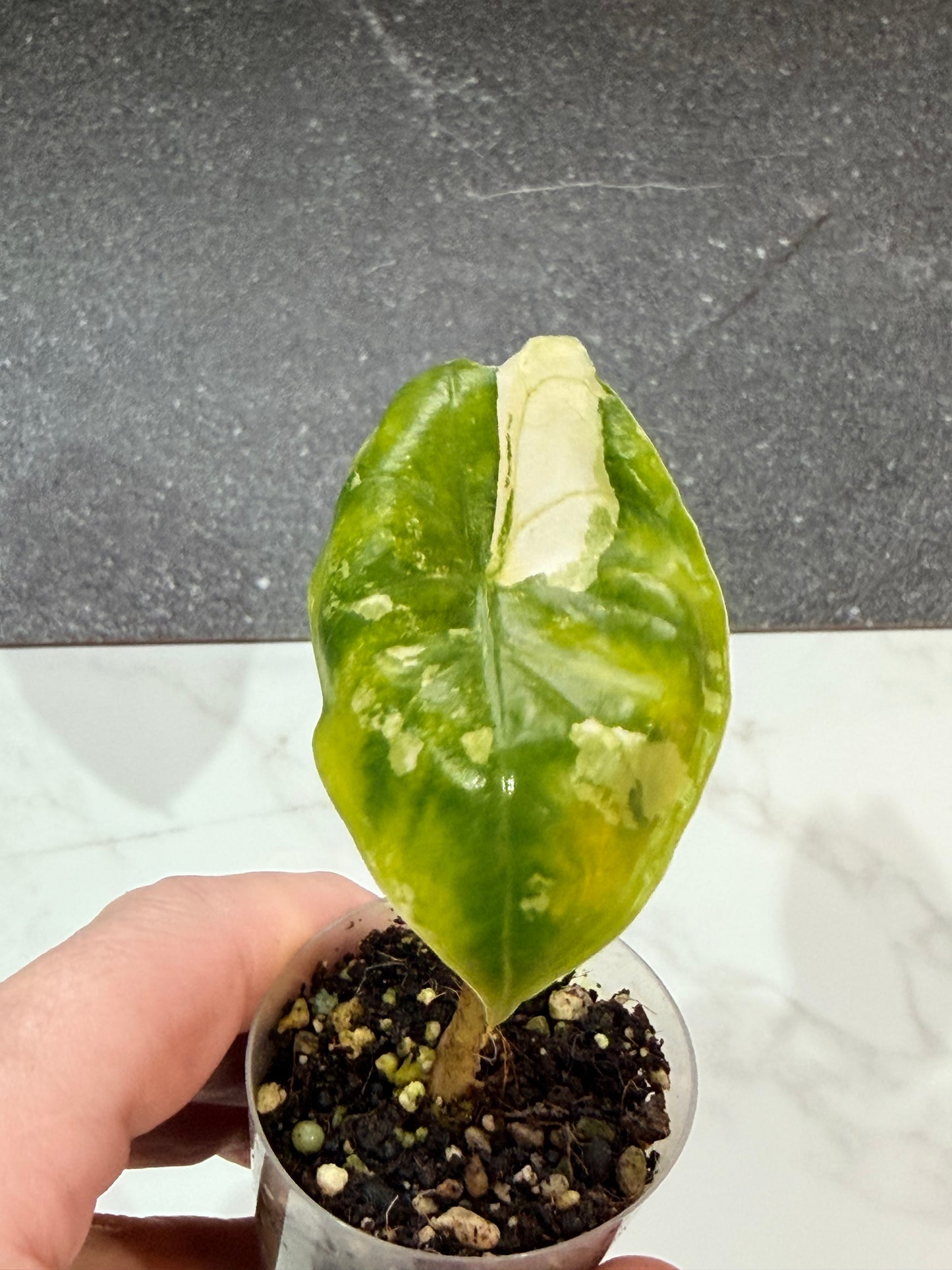Alocasia Acuminata Albo
