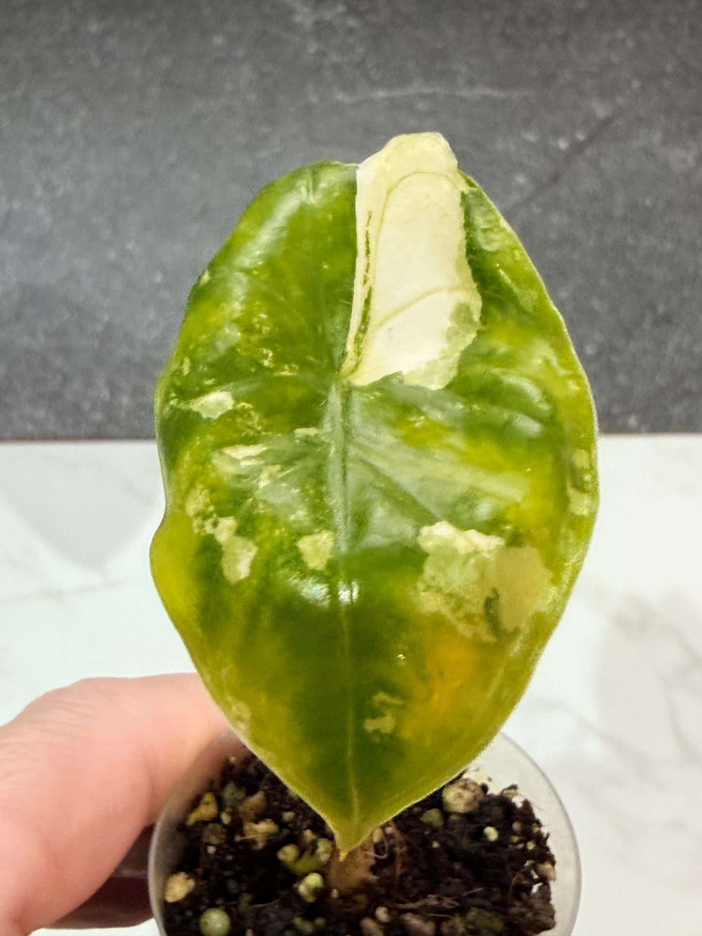 Alocasia Acuminata Albo