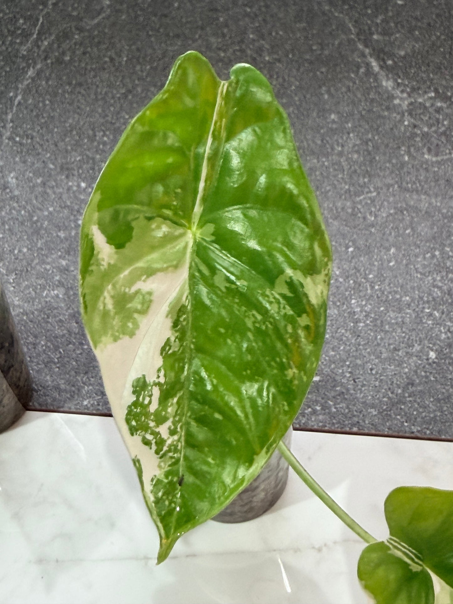 Alocasia Acuminata Albo