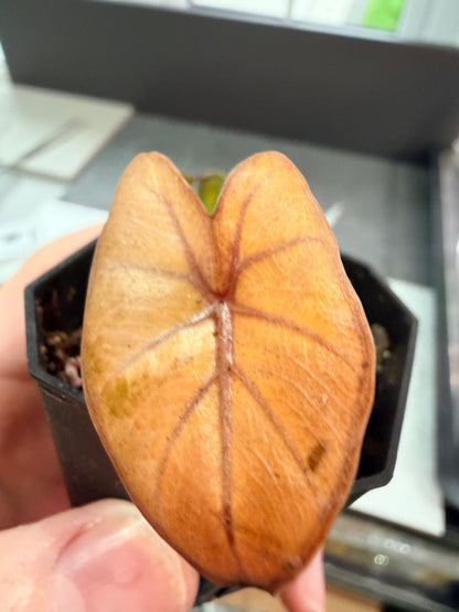 ALOCASIA MACRORRHIZOS 'PLUMBEAS' AUREA
