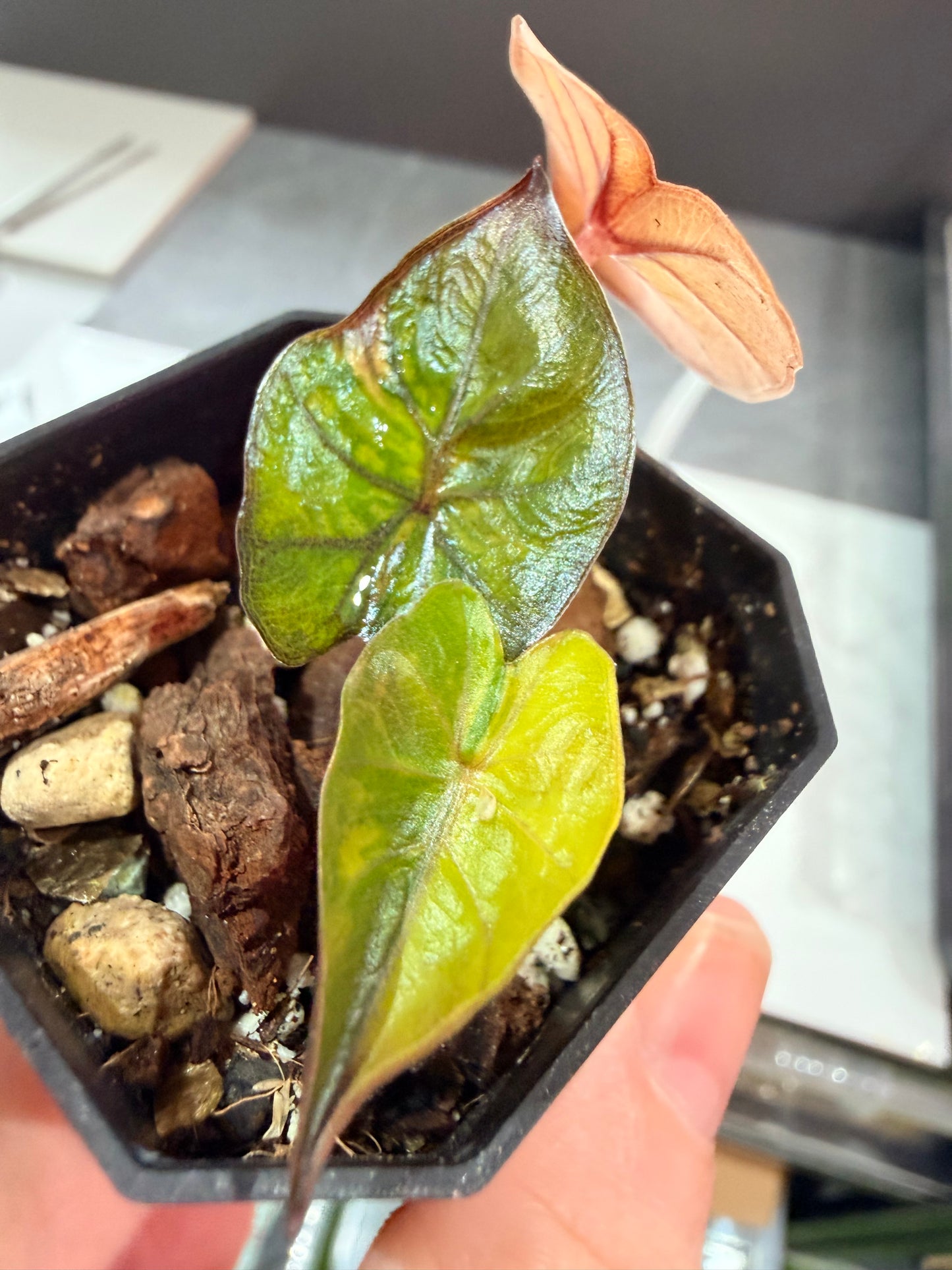 ALOCASIA MACRORRHIZOS 'PLUMBEAS' AUREA
