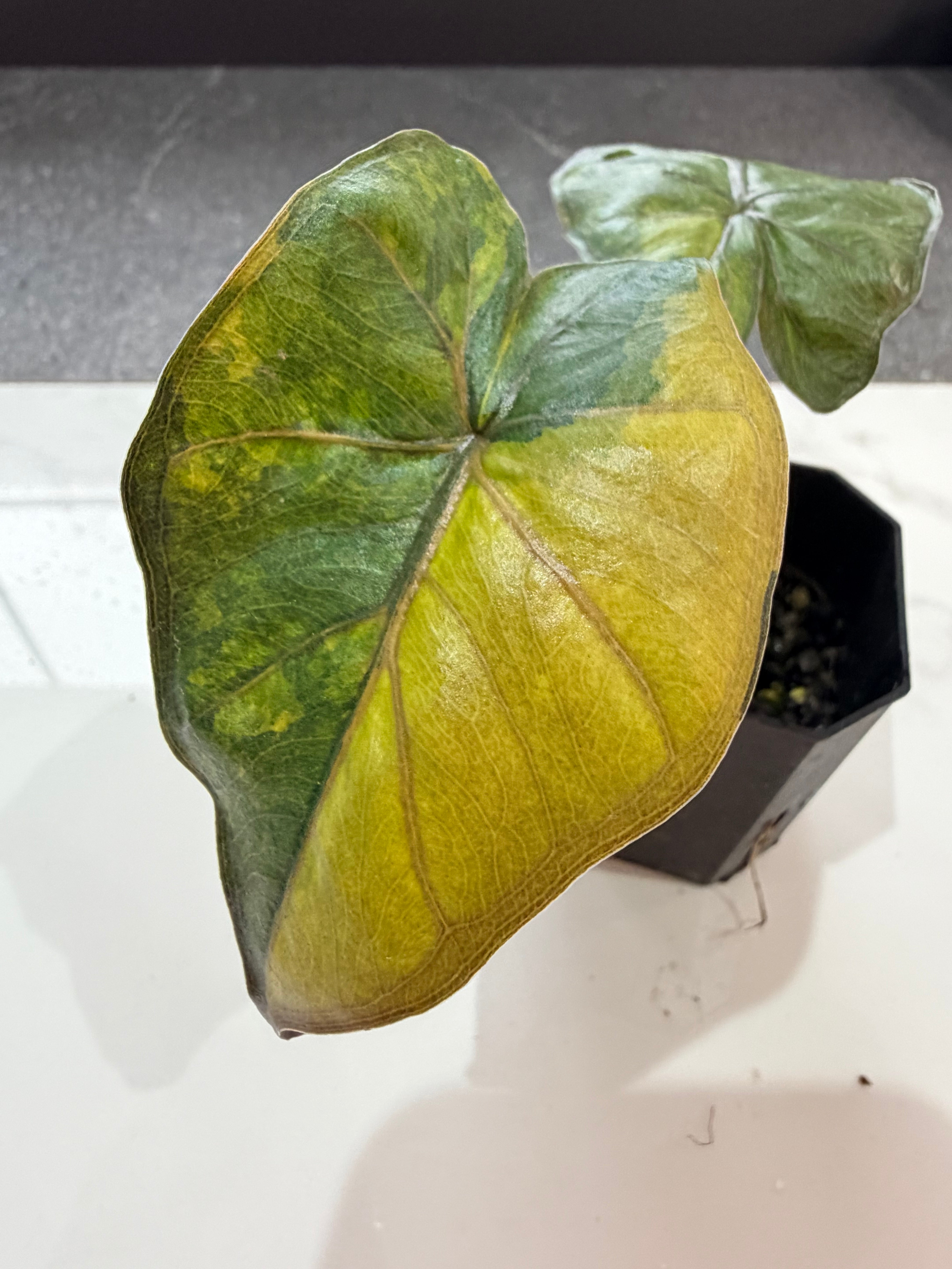 ALOCASIA MACRORRHIZOS 'PLUMBEAS' AUREA