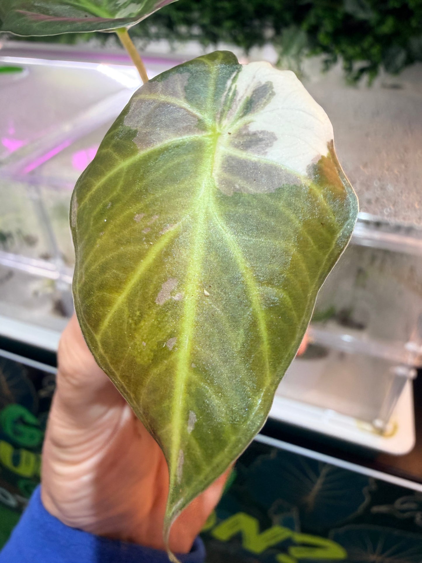 Alocasia Regal Shield Pink Albo