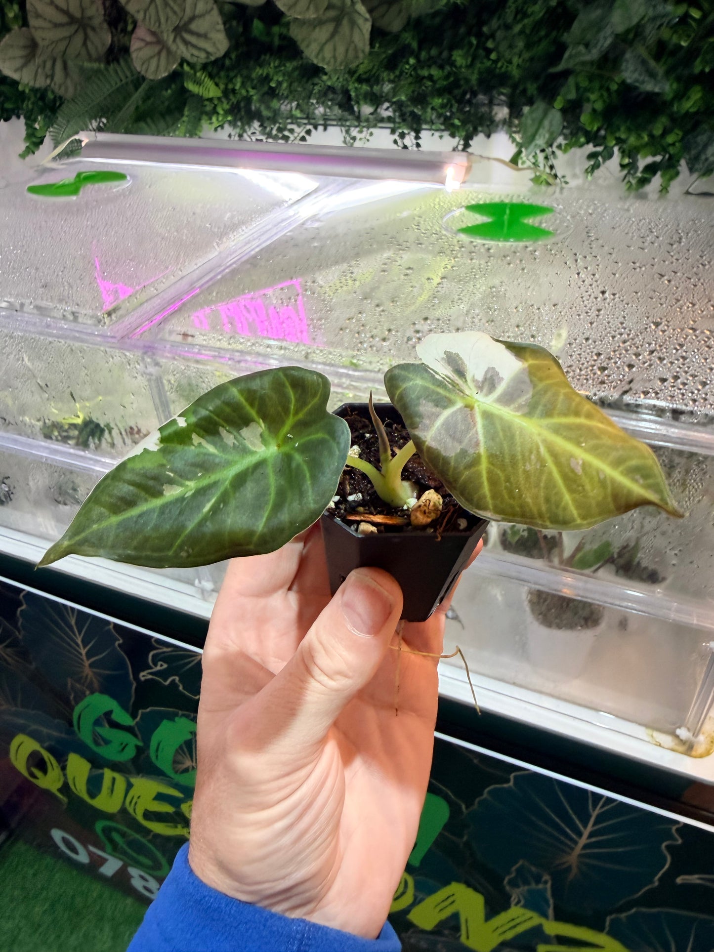 Alocasia Regal Shield Pink Albo