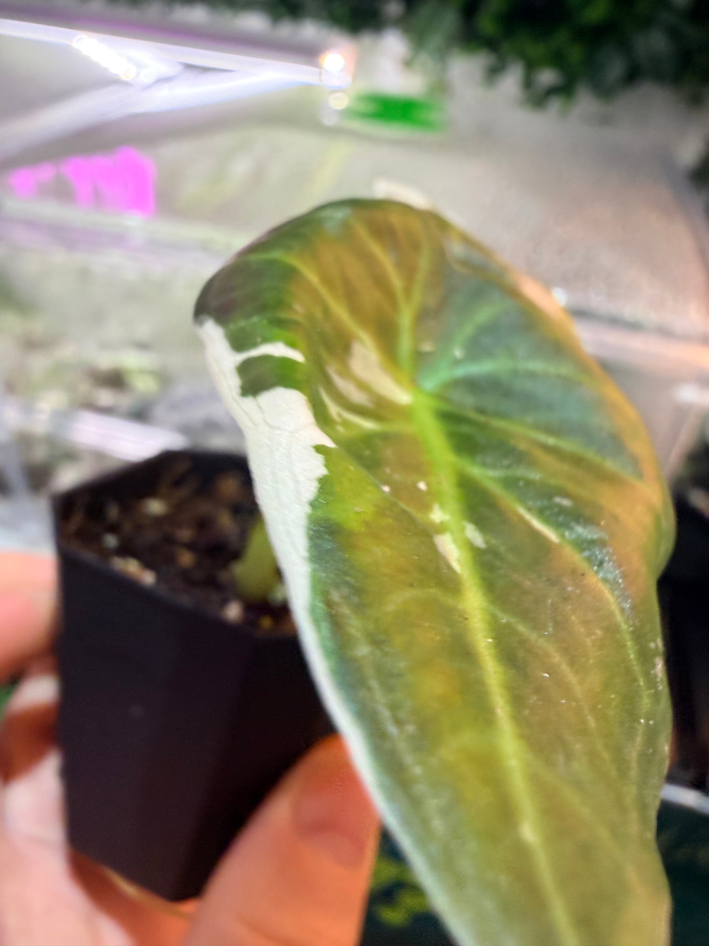 Alocasia Regal Shield Pink Albo