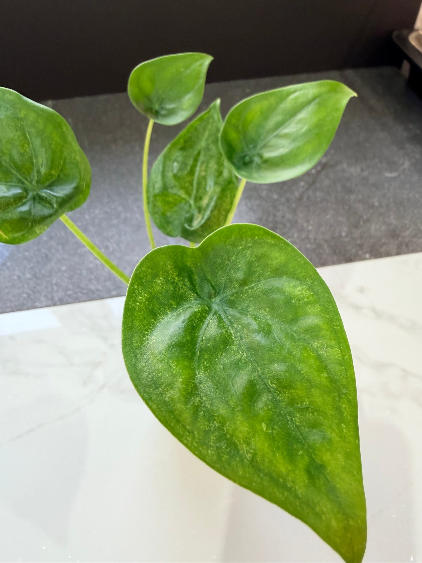 Alocasia Cucullata Mint Variegated