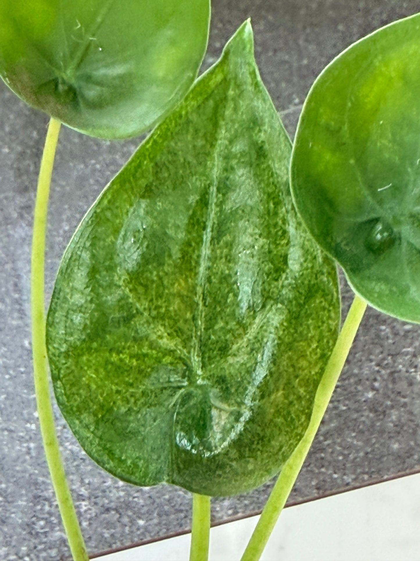 Alocasia Cucullata Mint Variegated