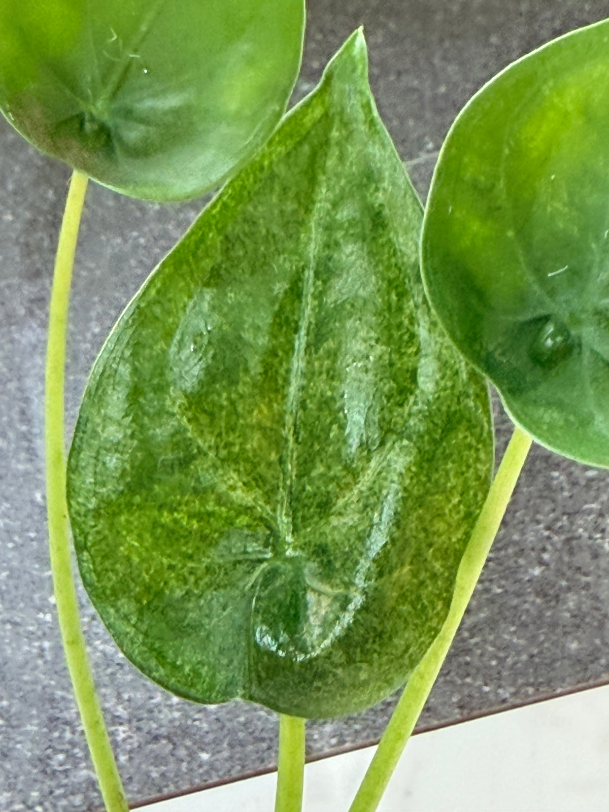 Alocasia cucullata Mint, creamy mint and ivory marbling across glossy hooded leaves