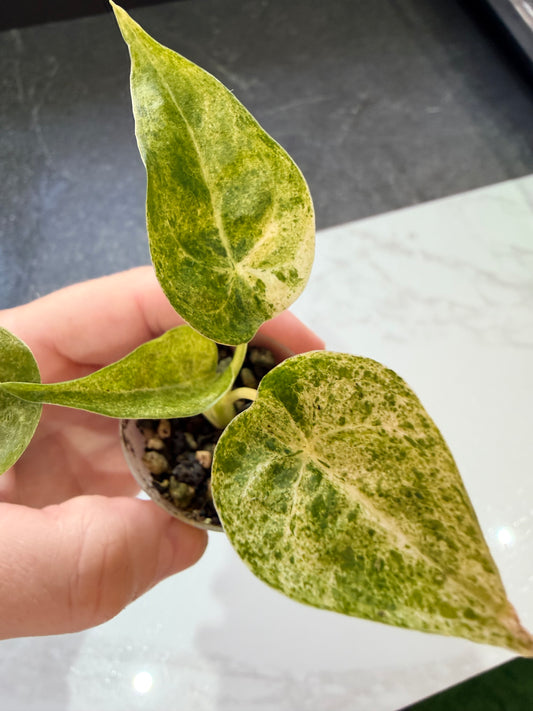 Alocasia Cucullata Mint Variegated