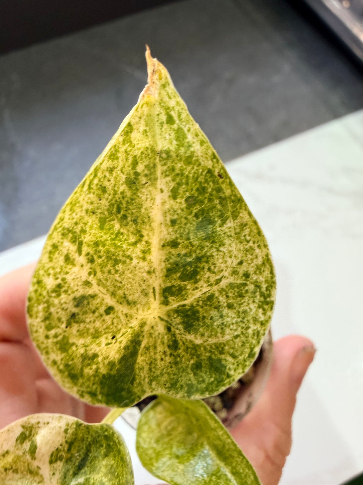 Alocasia Cucullata Mint Variegated