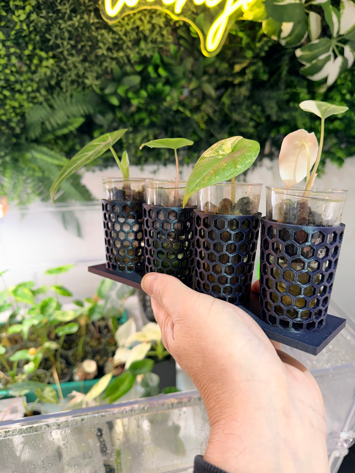 Corm Keeper, a 3D-printed rack holding four corm propagation pots stable and upright