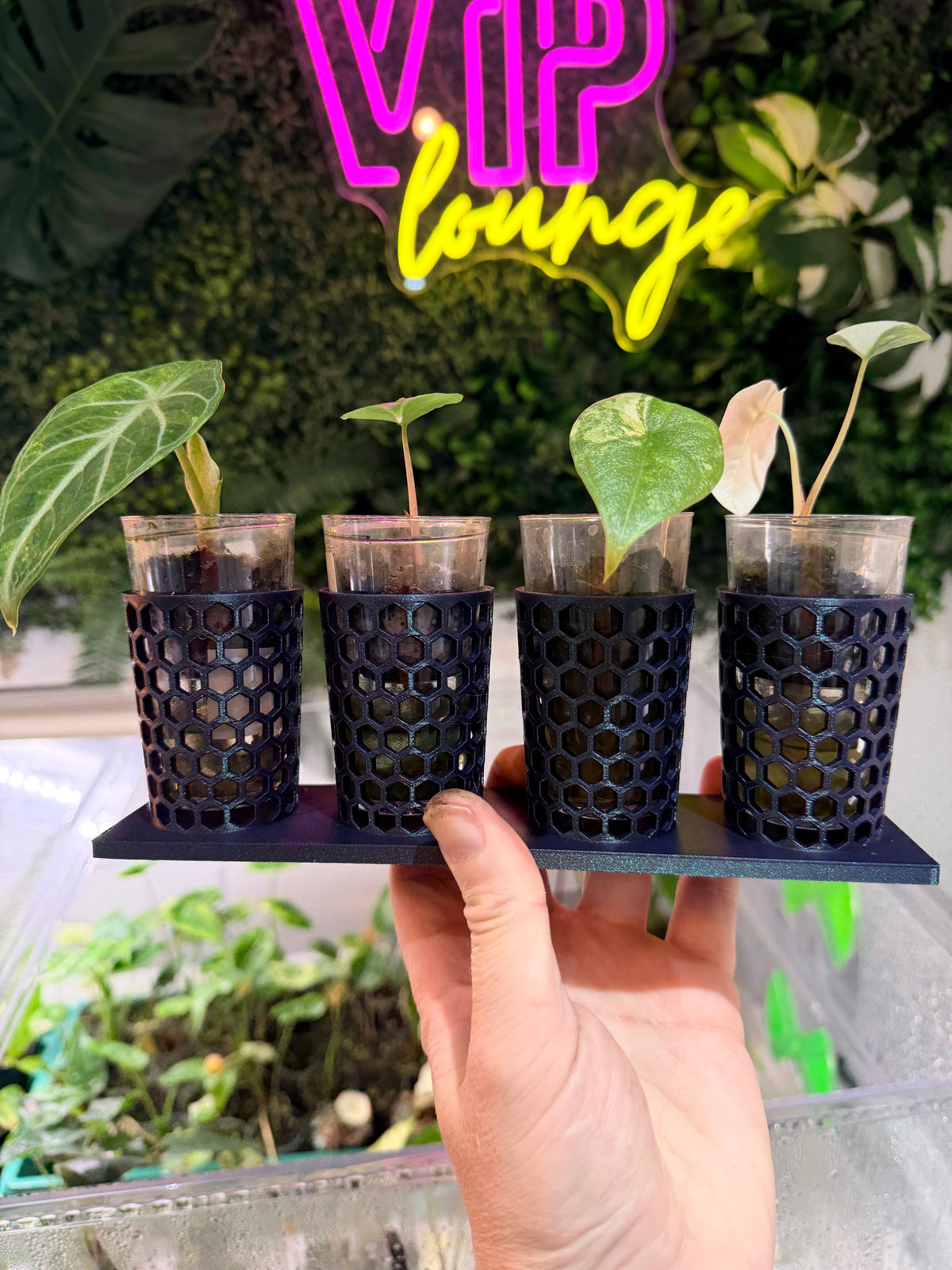 Corm Keeper, a 3D-printed rack holding four corm propagation pots stable and upright