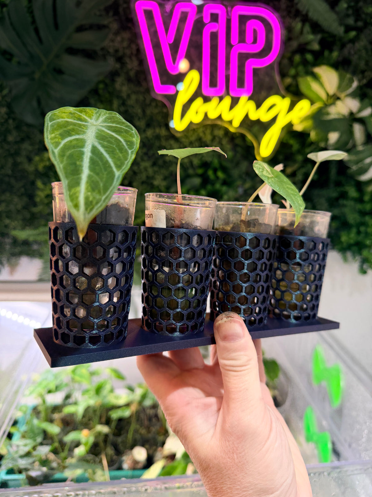 Corm Keeper, a 3D-printed rack holding four corm propagation pots stable and upright