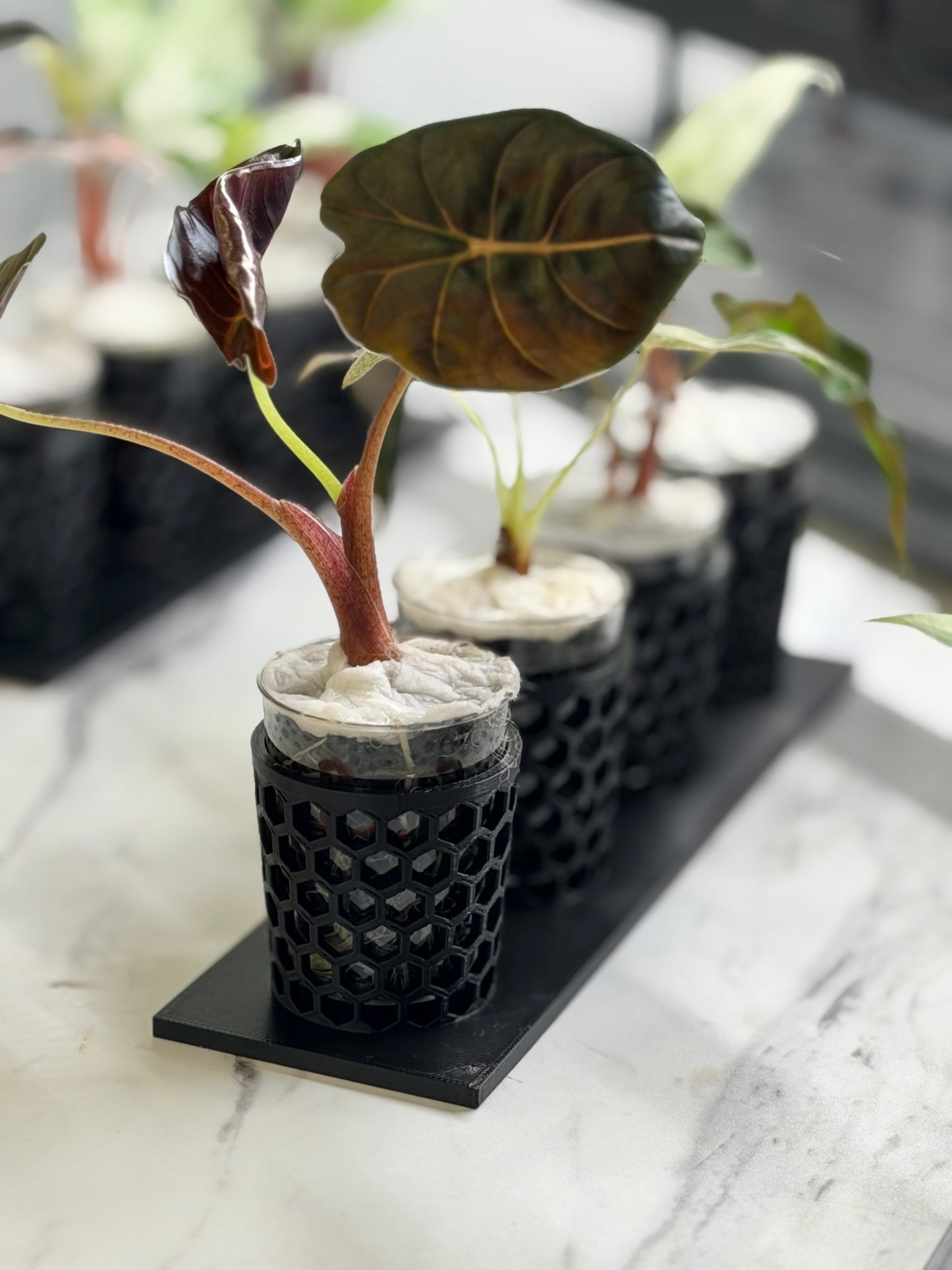 ALOCASIA BLOOD BONE