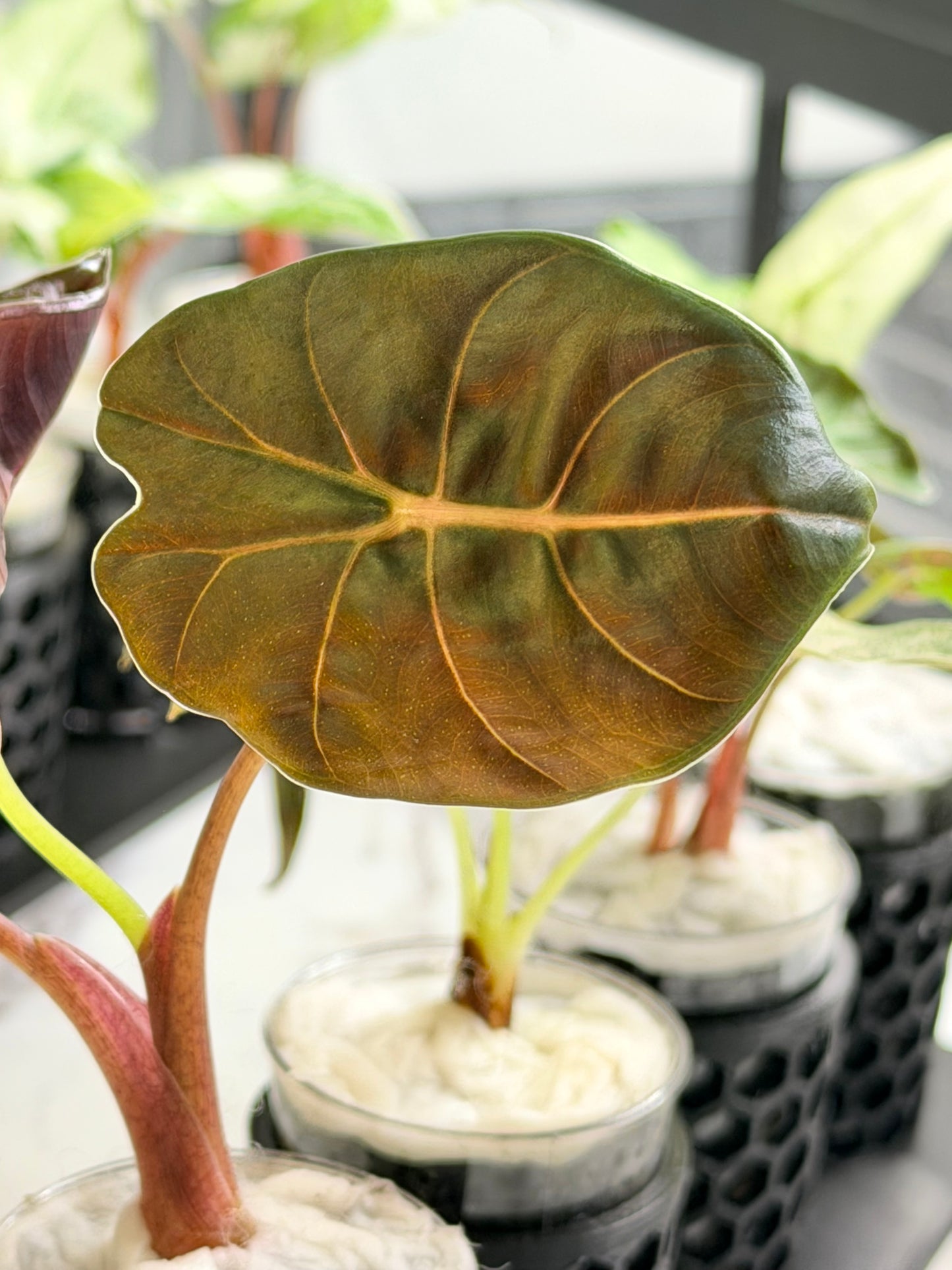 ALOCASIA BLOOD BONE