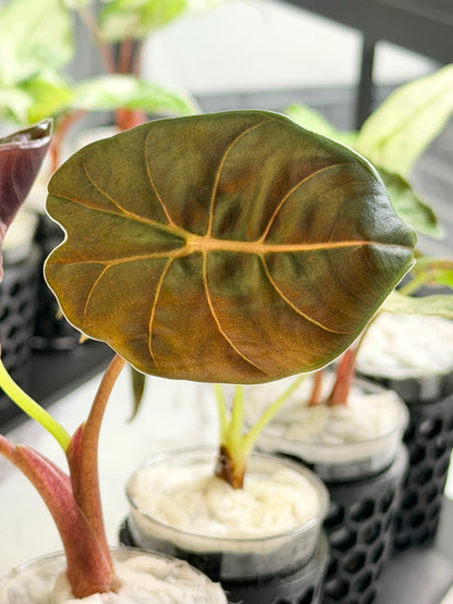 ALOCASIA BLOOD BONE