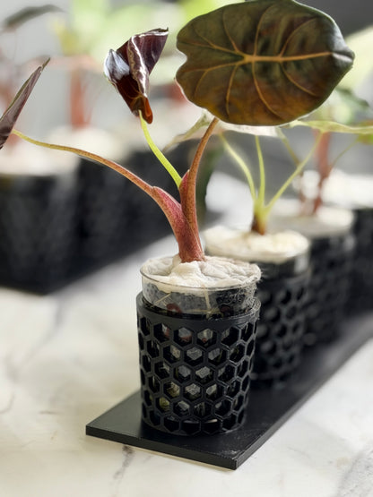 ALOCASIA BLOOD BONE