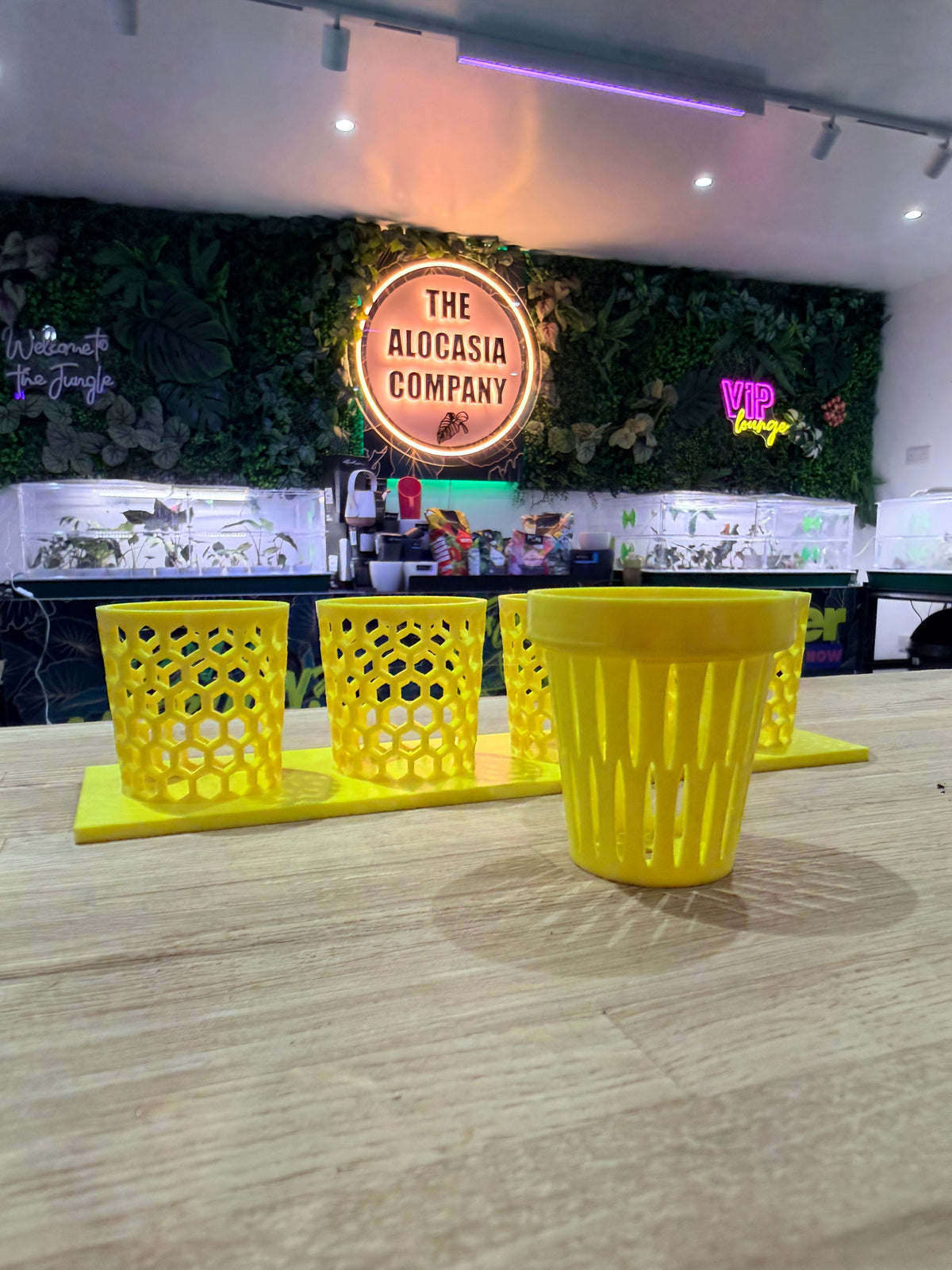 Corm Crown, a reusable 3D-printed self-watering insert for Alocasia and aroid corms