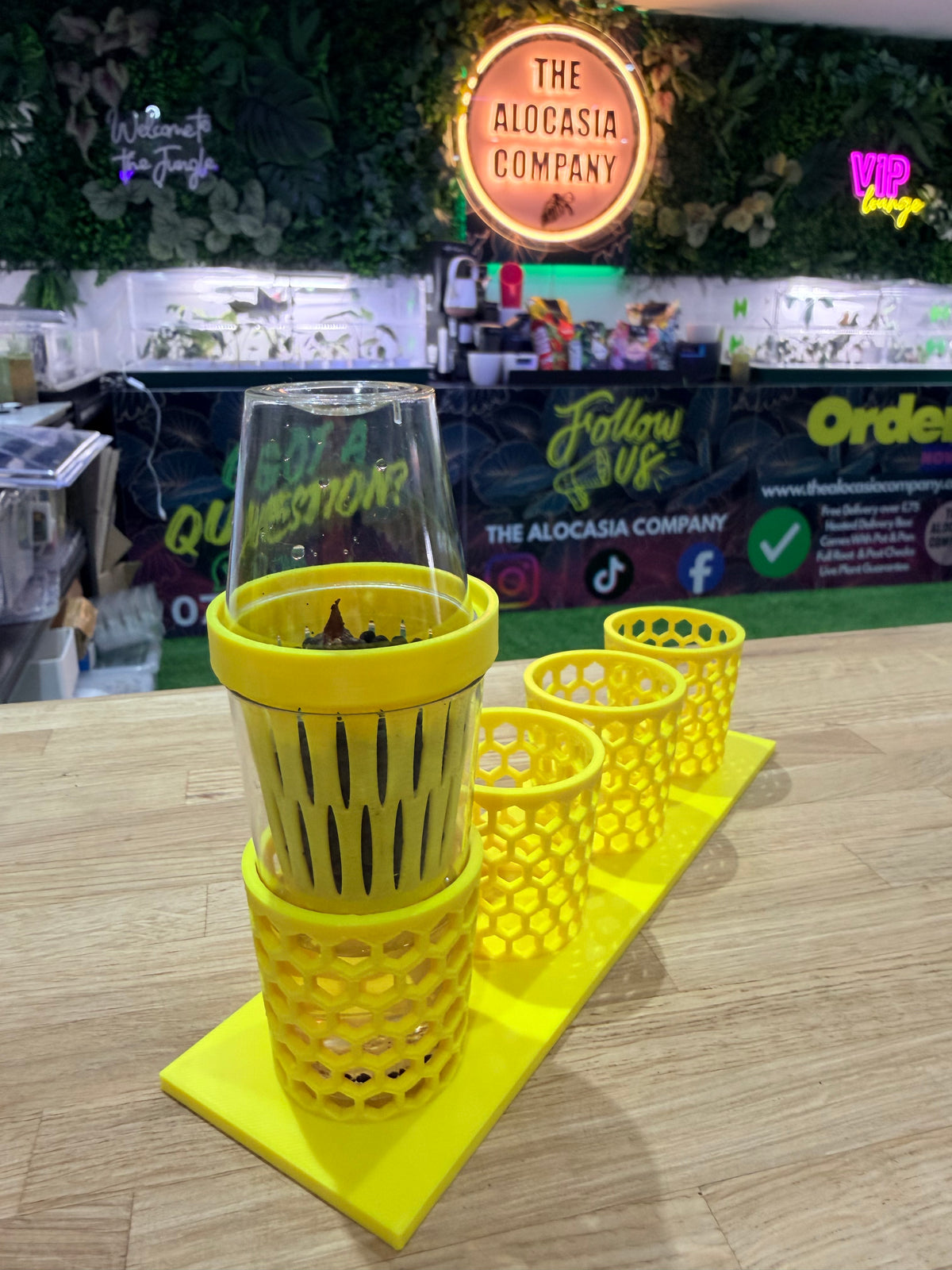 Corm Crown, a reusable 3D-printed self-watering insert for Alocasia and aroid corms