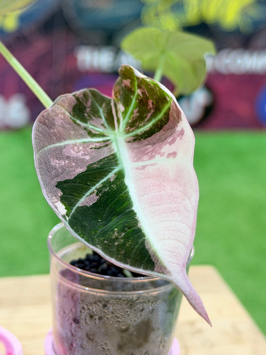Alocasia Black Velvet Pink Variegated