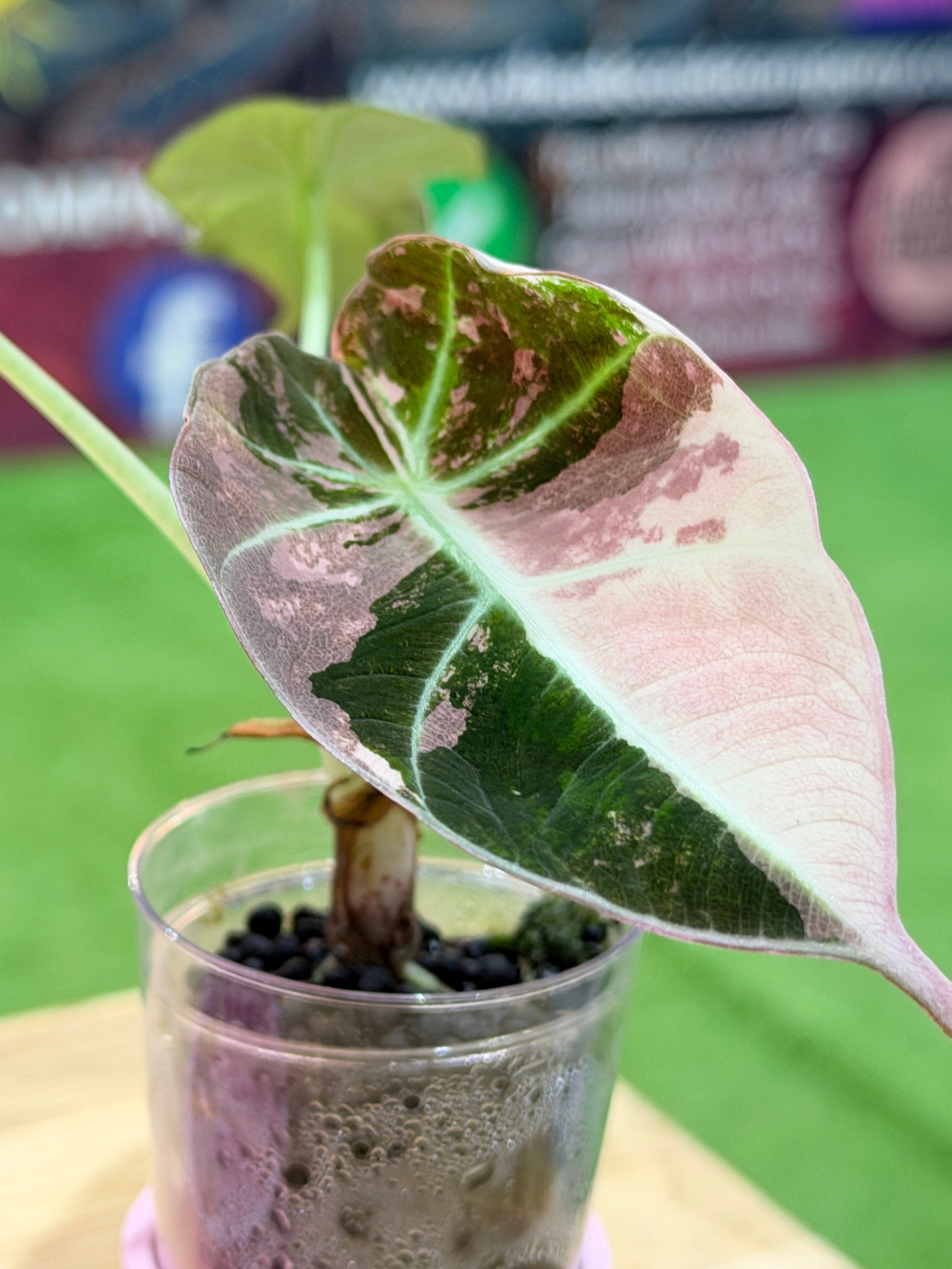 Alocasia Black Velvet Pink Variegated – The Alocasia Company