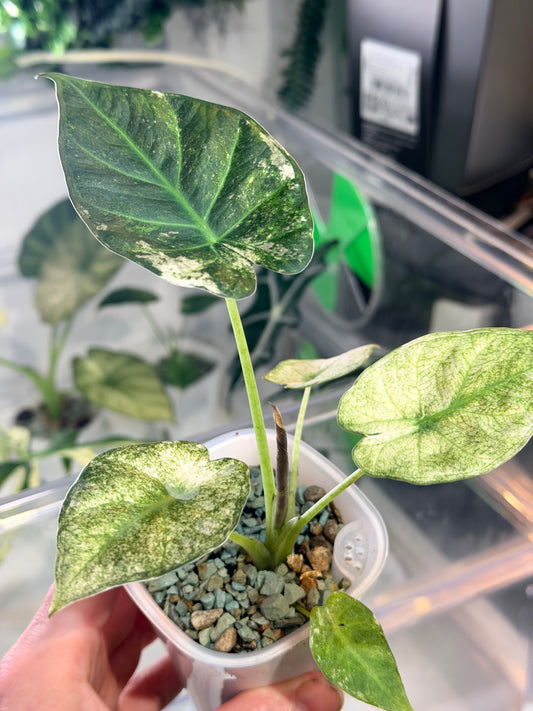 Alocasia Regal Shield Albo