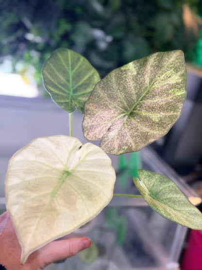 ALOCASIA REGAL SHIELDS MINT PINK VARIEGATED
