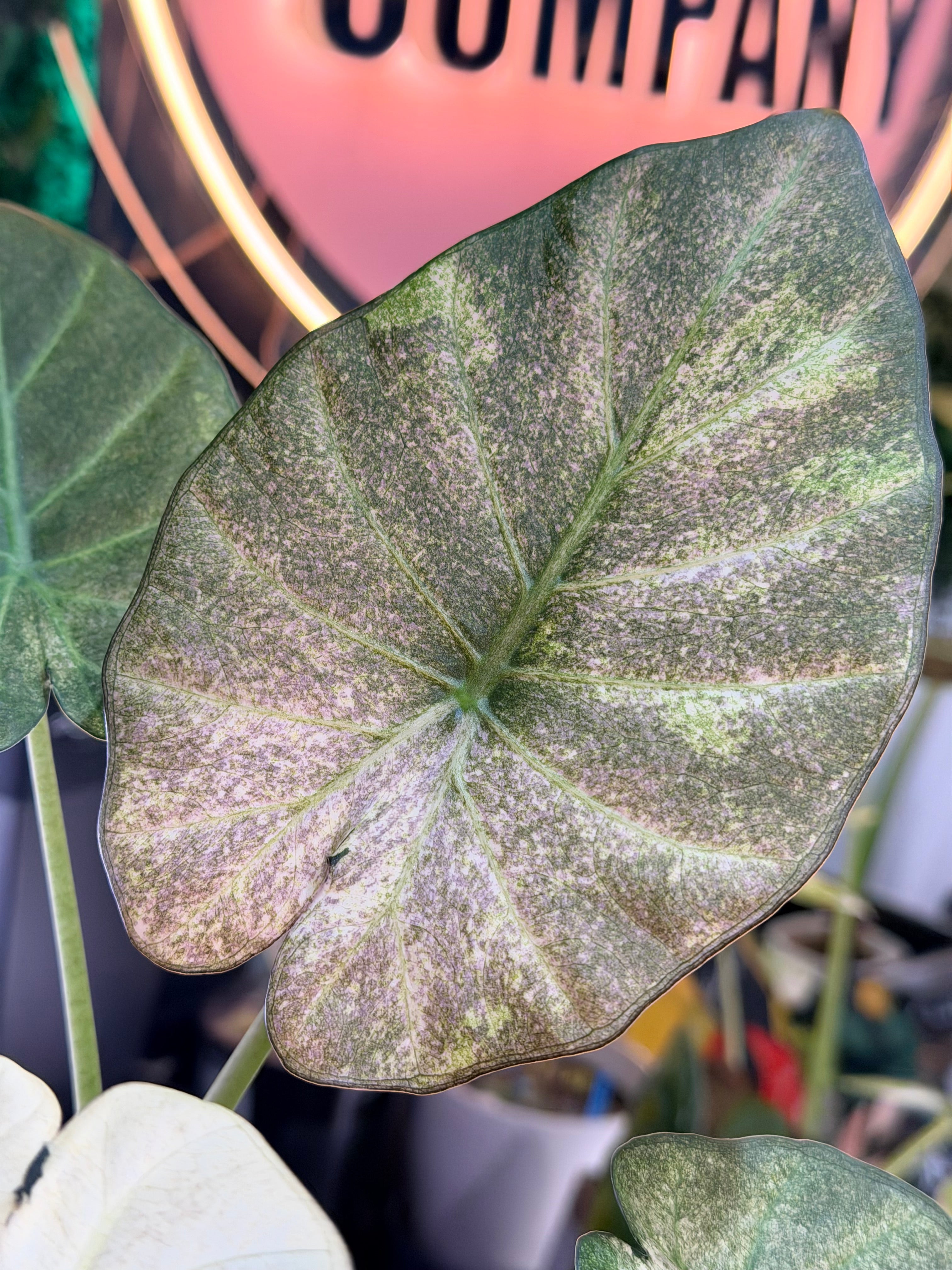 ALOCASIA REGAL SHIELDS MINT PINK VARIEGATED