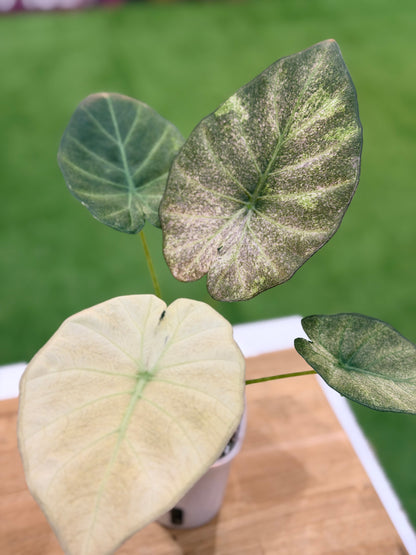 ALOCASIA REGAL SHIELDS MINT PINK VARIEGATED
