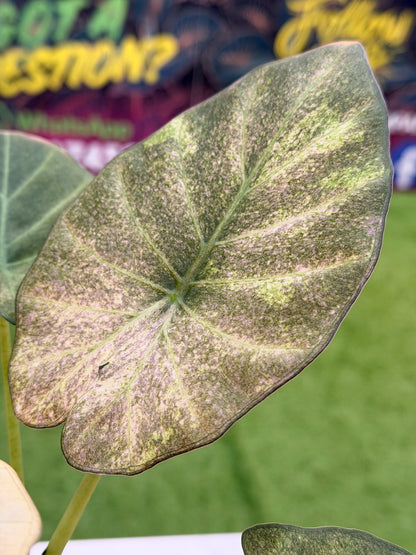ALOCASIA REGAL SHIELDS MINT PINK VARIEGATED
