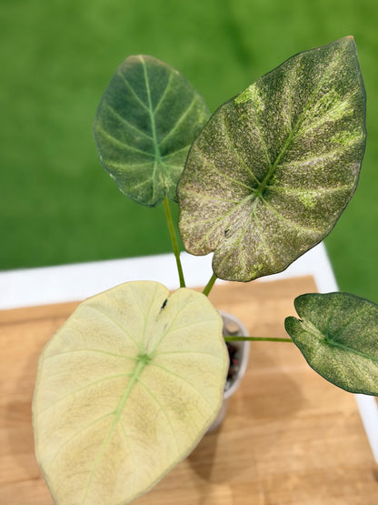 ALOCASIA REGAL SHIELDS MINT PINK VARIEGATED