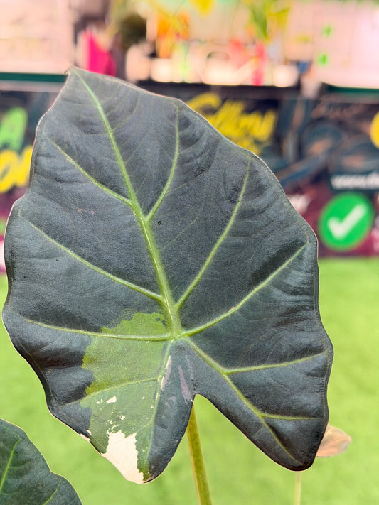 Alocasia Regal Shield Albo