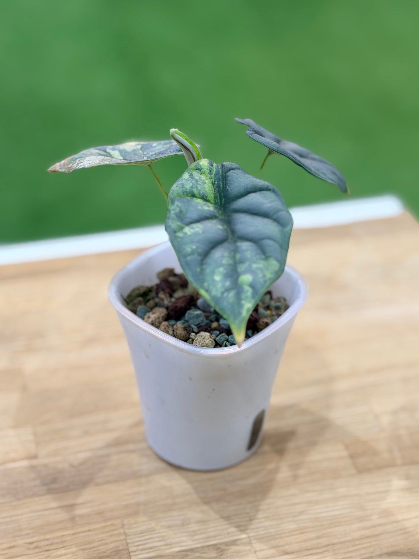 Alocasia 'Baginda' Silver Dragon Aurea