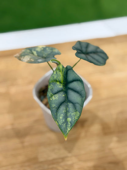ALOCASIA 'BAGINDA' SILVER DRAGON AUREA