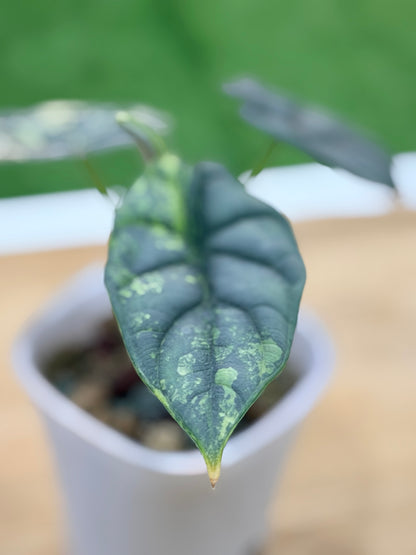 ALOCASIA 'BAGINDA' SILVER DRAGON AUREA