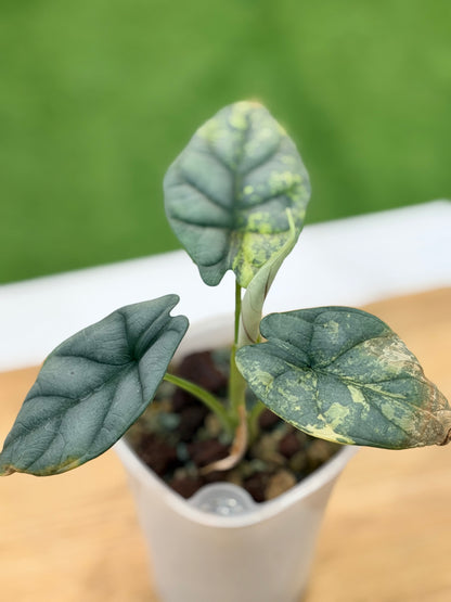 ALOCASIA 'BAGINDA' SILVER DRAGON AUREA