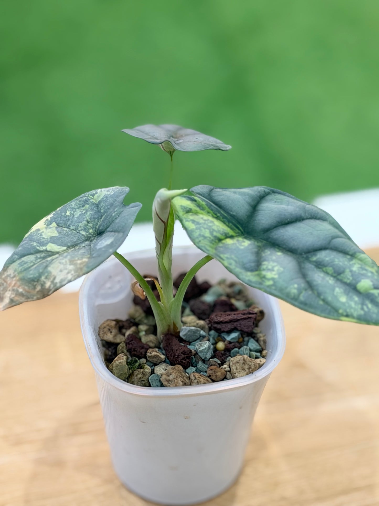 Alocasia 'Baginda' Silver Dragon Aurea