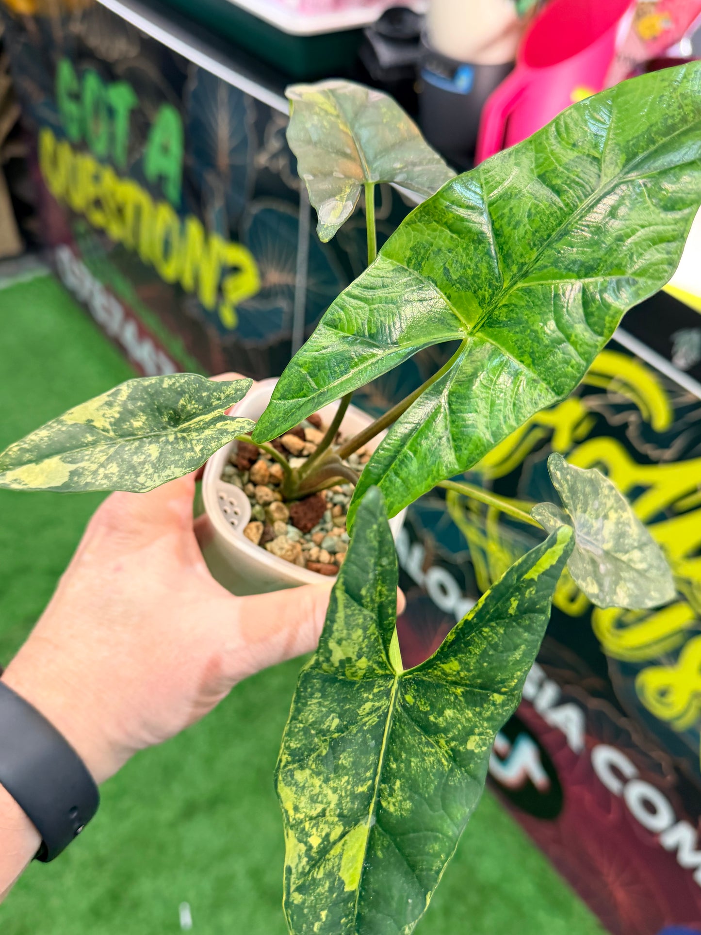 ALOCASIA SIMPO AUREA